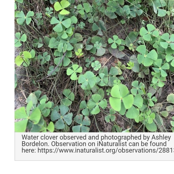 🍀 Wild Four Leaf Clover REAL Just for You Found 4 /22/23 USA yard Lucky Clovers - Picture 13 of 15